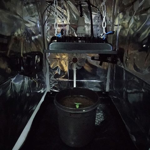 ChocoHaze growlog timeline photo