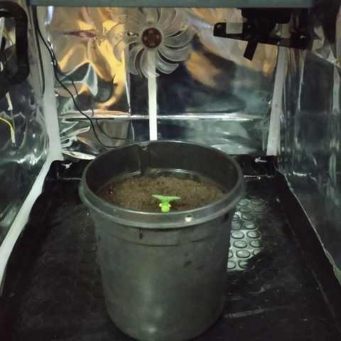 ChocoHaze growlog timeline photo