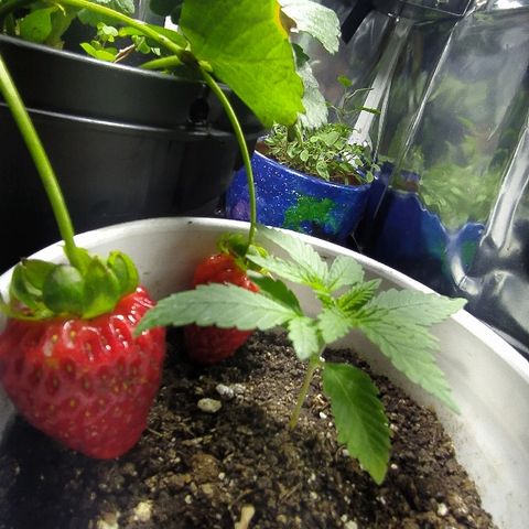 ChocoHaze growlog timeline photo