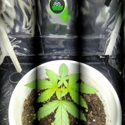 ChocoHaze growlog timeline photo