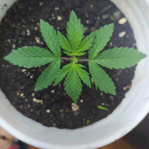 ChocoHaze growlog timeline photo