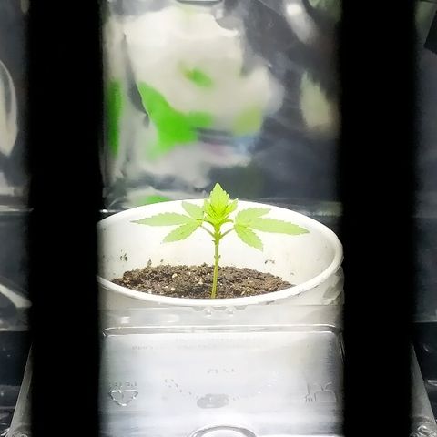 ChocoHaze growlog timeline photo
