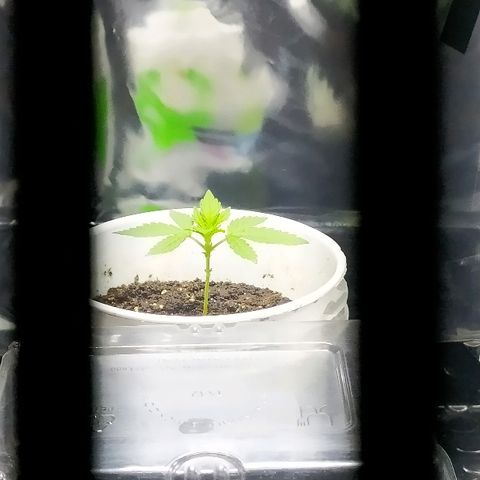 ChocoHaze growlog timeline photo