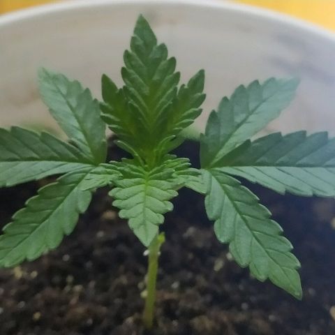 ChocoHaze growlog timeline photo