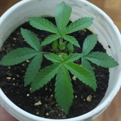 ChocoHaze growlog timeline photo