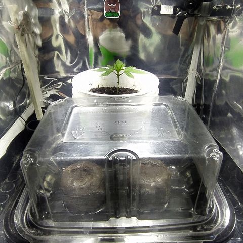 ChocoHaze growlog timeline photo