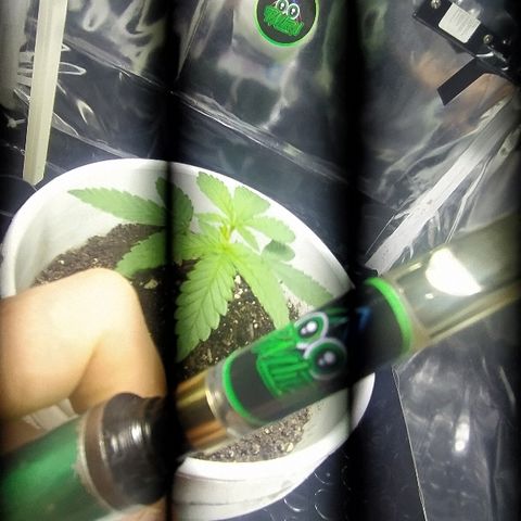 ChocoHaze growlog timeline photo