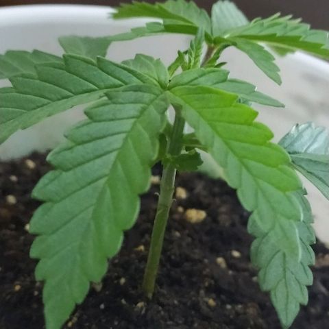 ChocoHaze growlog timeline photo