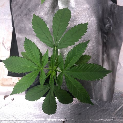 Gorilla ghost  #1 growlog photo: Primeiro dia de Vega e painel 120W 
