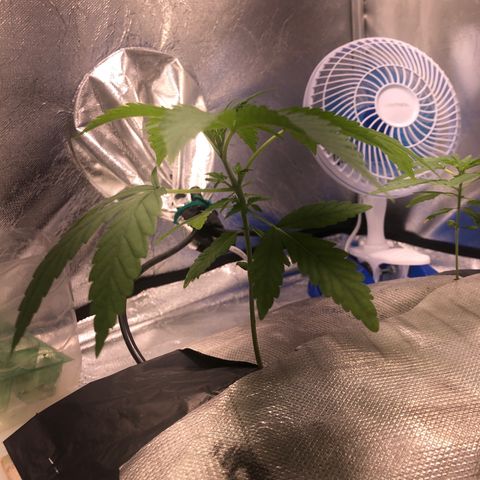 Gorilla ghost  #1 growlog photo: Primeiro dia de Vega e painel 120W 