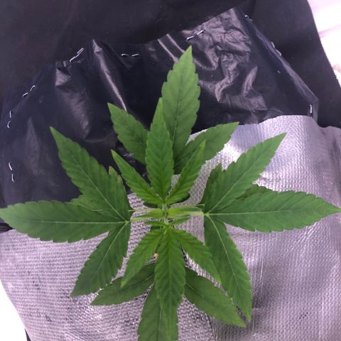 Gorilla ghost  #2 growlog timeline photo