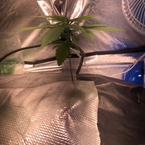 Gorilla ghost  #2 growlog timeline photo
