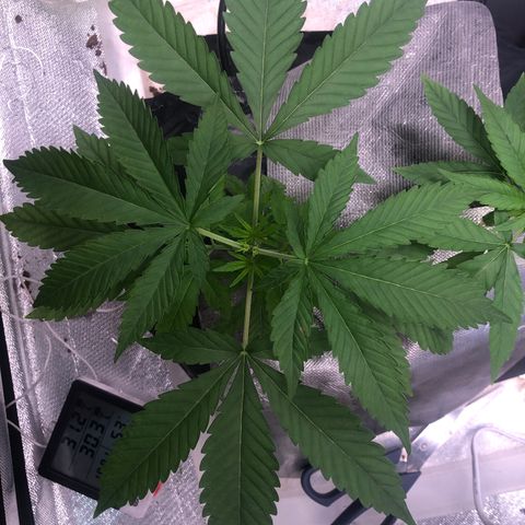 Gorilla ghost  #1 growlog timeline photo