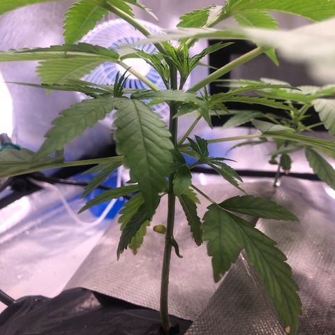 Gorilla ghost  #1 growlog timeline photo
