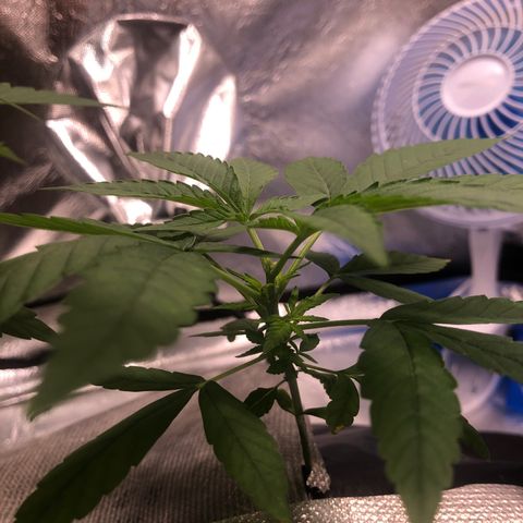 Gorilla ghost  #2 growlog timeline photo