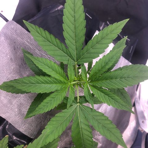 Gorilla ghost  #2 growlog timeline photo