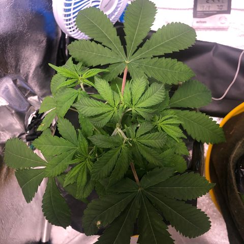 Gorilla ghost  #1 growlog timeline photo