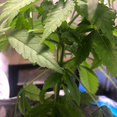 Gorilla ghost  #1 growlog timeline photo