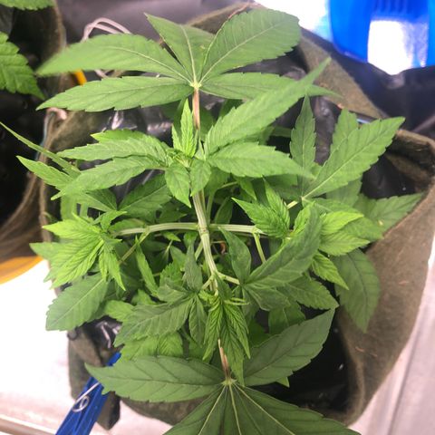 Gorilla ghost  #2 growlog timeline photo