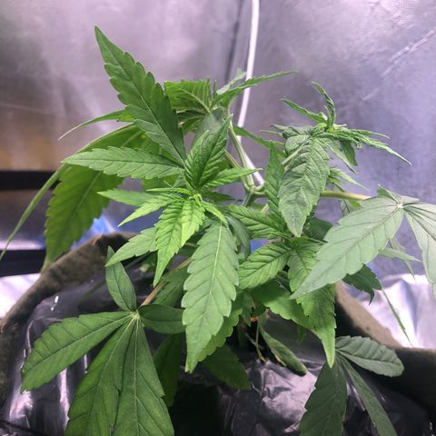 Gorilla ghost  #2 growlog timeline photo