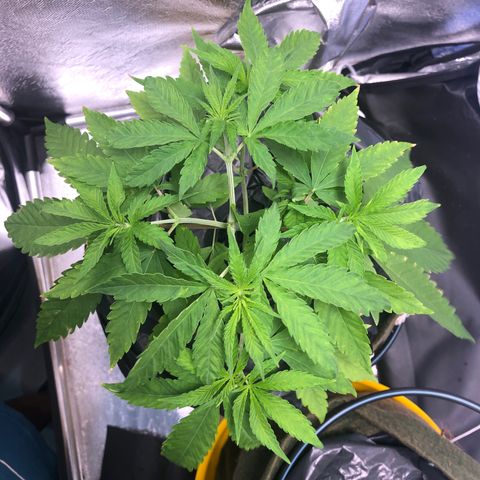 Gorilla ghost  #1 growlog photo: Um reservatório grande para as duas plantas 