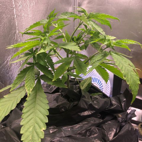 Gorilla ghost  #1 growlog photo: Um reservatório grande para as duas plantas 
