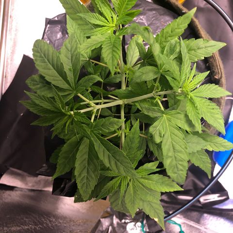Gorilla ghost  #2 growlog timeline photo