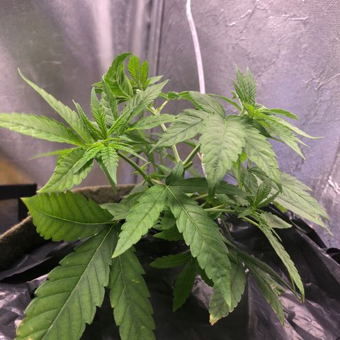 Gorilla ghost  #2 growlog timeline photo