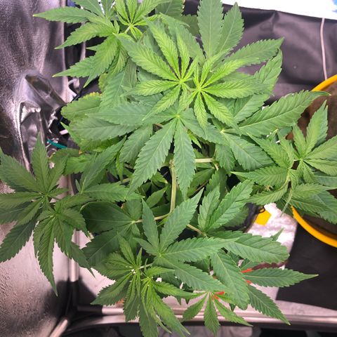 Gorilla ghost  #1 growlog timeline photo
