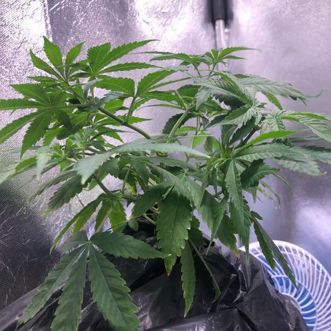 Gorilla ghost  #1 growlog timeline photo