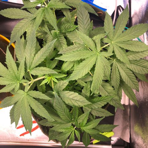 Gorilla ghost  #2 growlog timeline photo