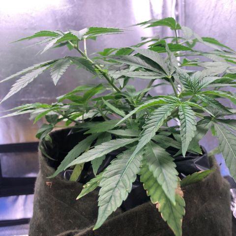 Gorilla ghost  #2 growlog timeline photo