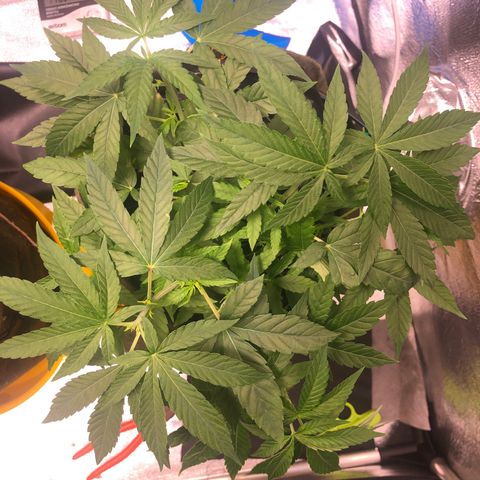 Gorilla ghost  #2 growlog timeline photo