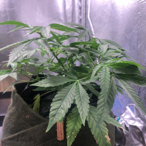 Gorilla ghost  #2 growlog timeline photo