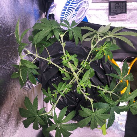 Gorilla ghost  #1 growlog photo: Desfolhação 
