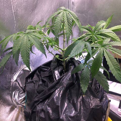 Gorilla ghost  #1 growlog photo: Desfolhação 