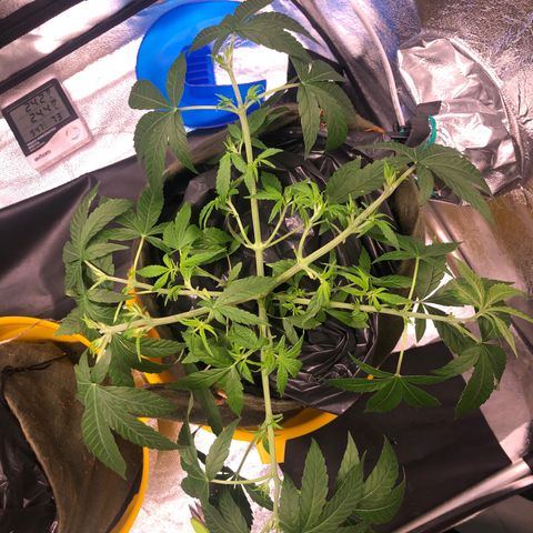 Gorilla ghost  #2 growlog photo: Desfolhação 