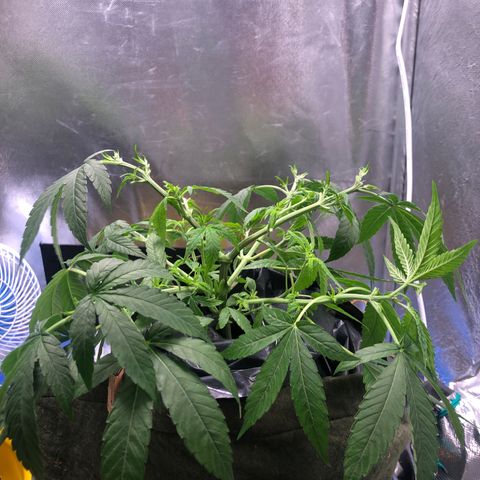Gorilla ghost  #2 growlog photo: Desfolhação 
