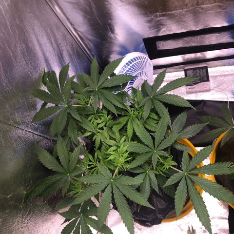 Gorilla ghost  #1 growlog photo: 22cm altura da base ate topo da planta 