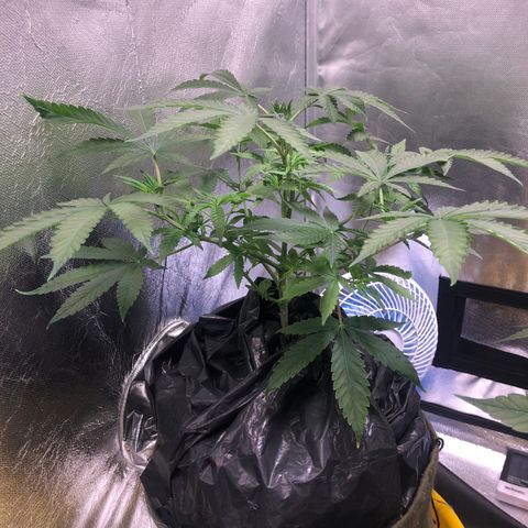 Gorilla ghost  #1 growlog photo: 22cm altura da base ate topo da planta 