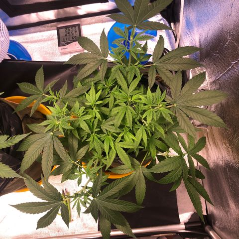 Gorilla ghost  #2 growlog photo: 20CM de altura