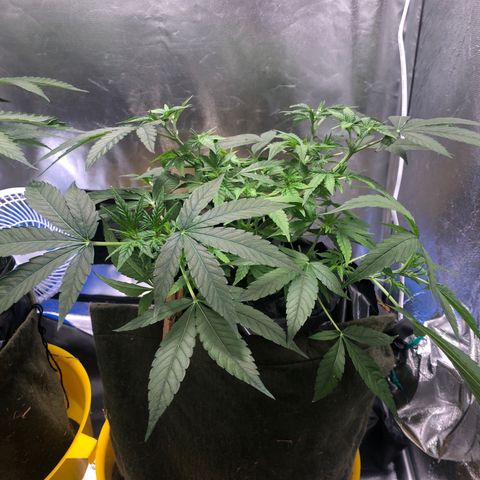 Gorilla ghost  #2 growlog photo: 20CM de altura