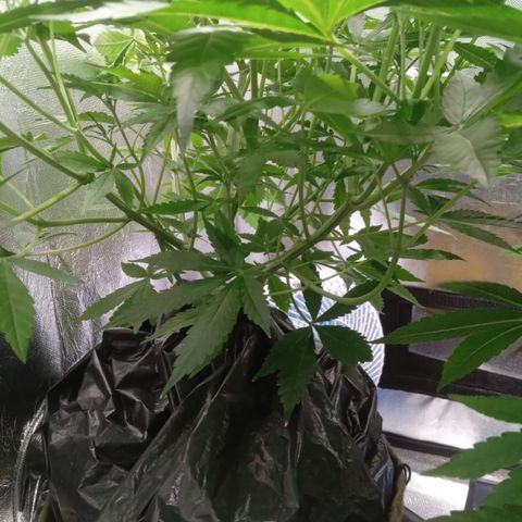 Gorilla ghost  #1 growlog timeline photo