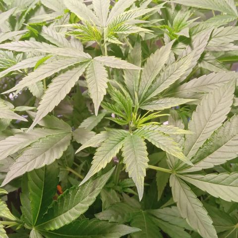 Gorilla ghost  #1 growlog timeline photo