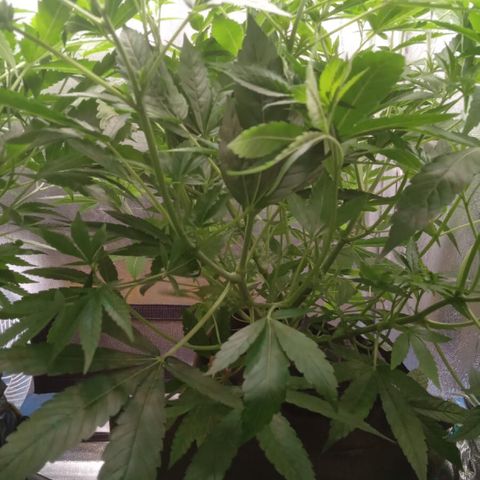 Gorilla ghost  #2 growlog timeline photo