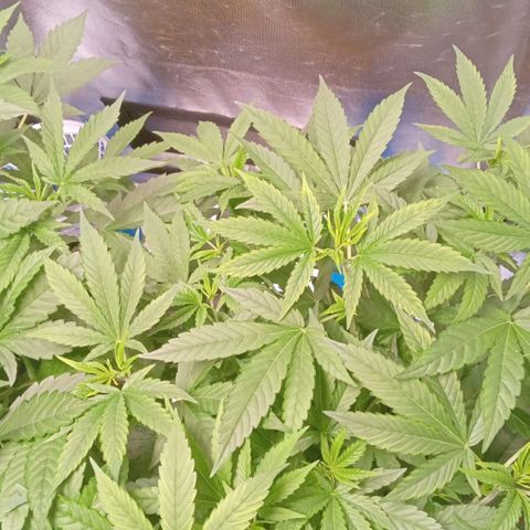 Gorilla ghost  #2 growlog timeline photo
