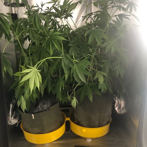 Gorilla ghost  #1 growlog photo: Duas semanas no automático. 
60cm