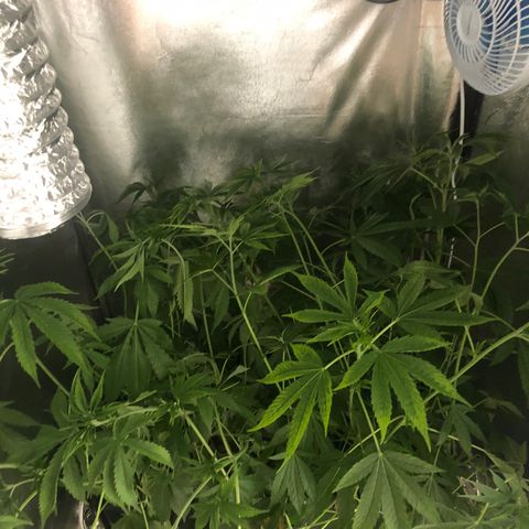 Gorilla ghost  #1 growlog photo: Duas semanas no automático. 
60cm