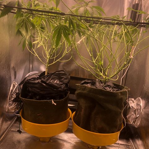 Gorilla ghost  #1 growlog photo: Scrog