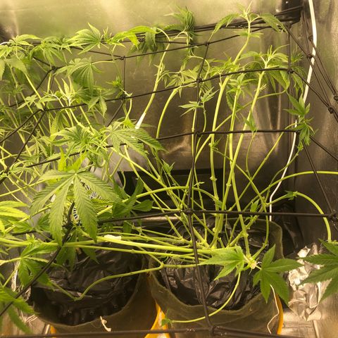 Gorilla ghost  #1 growlog photo: Scrog